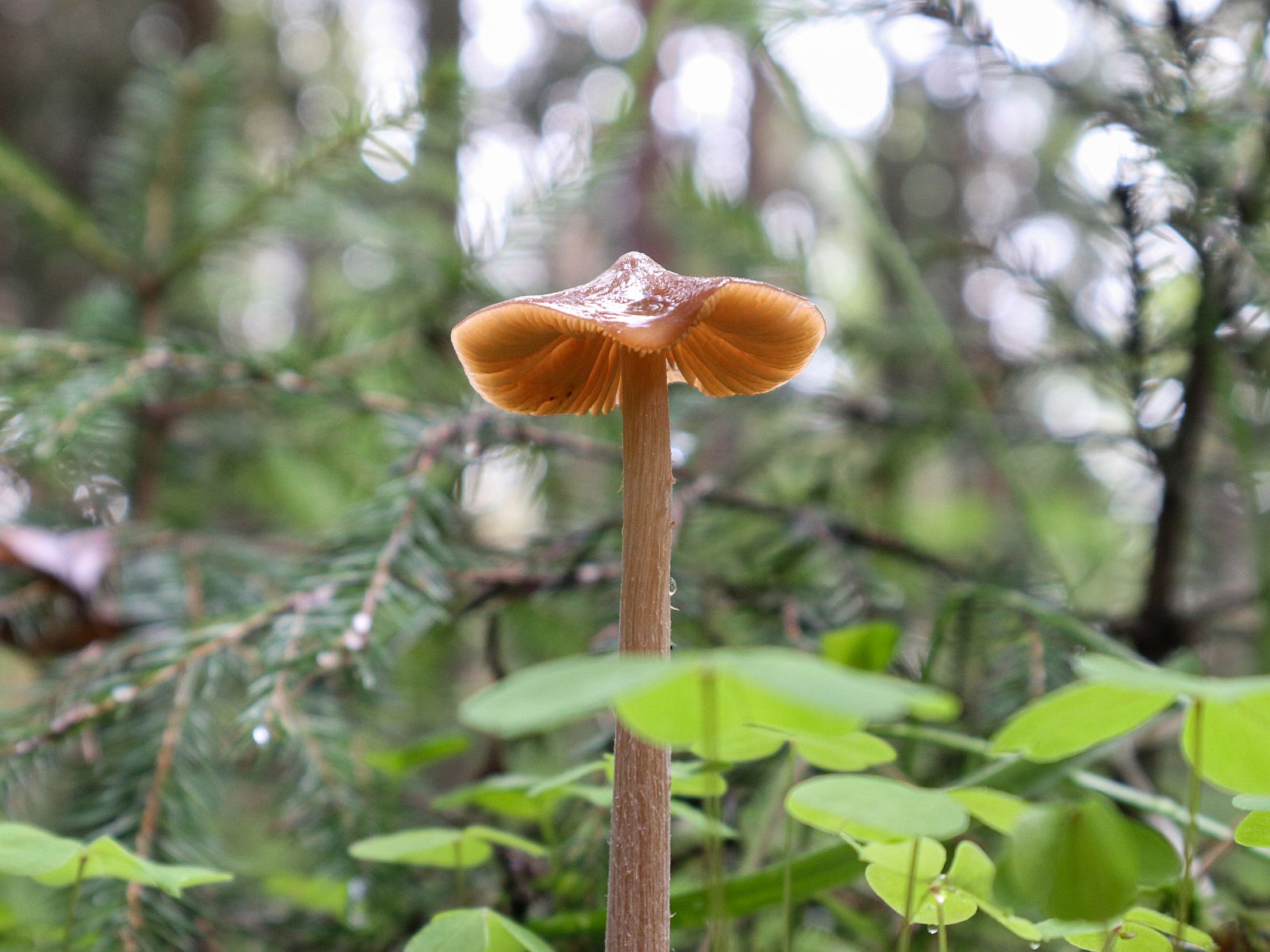 Entoloma pallescens