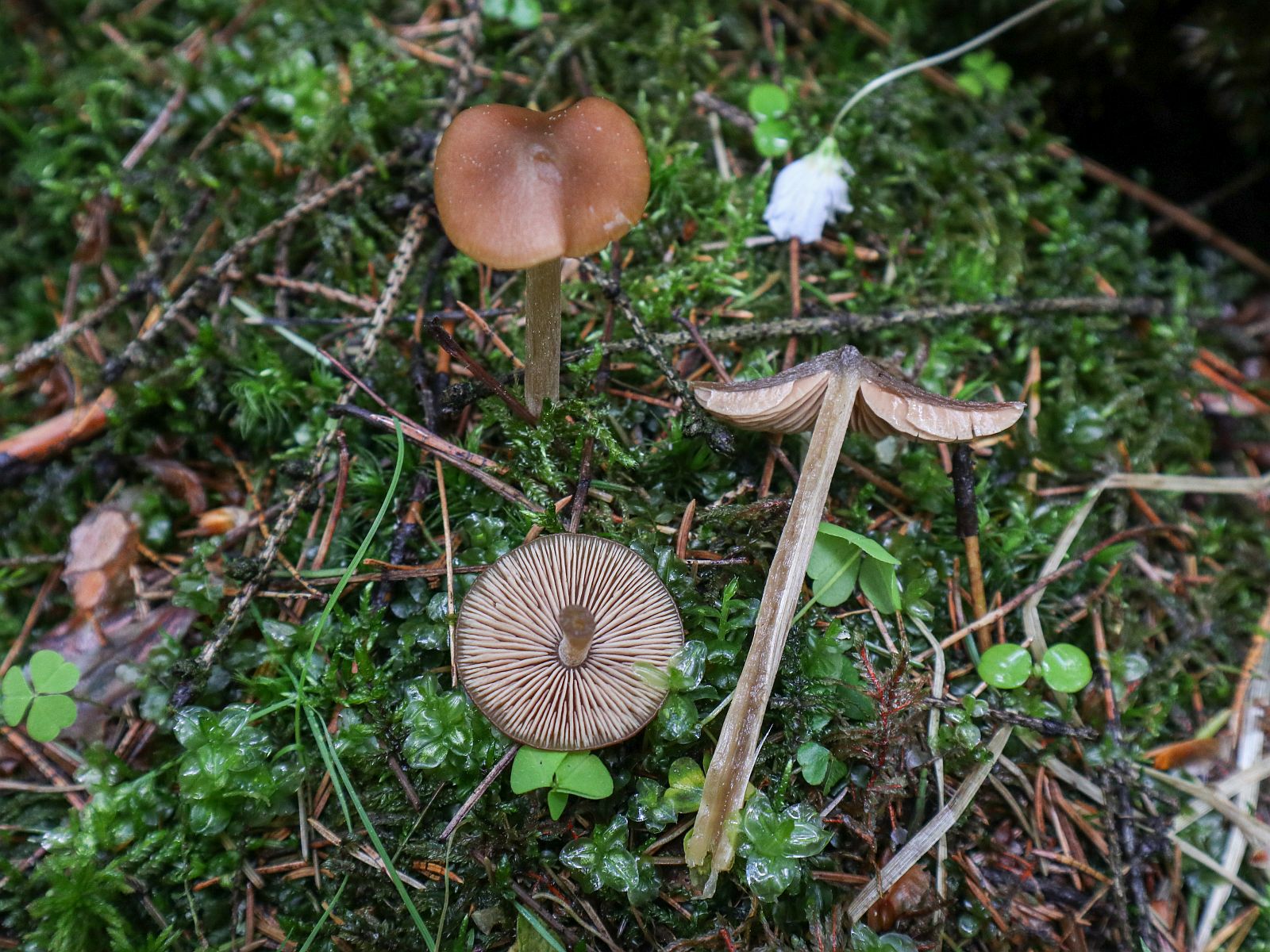 Entoloma pallescens