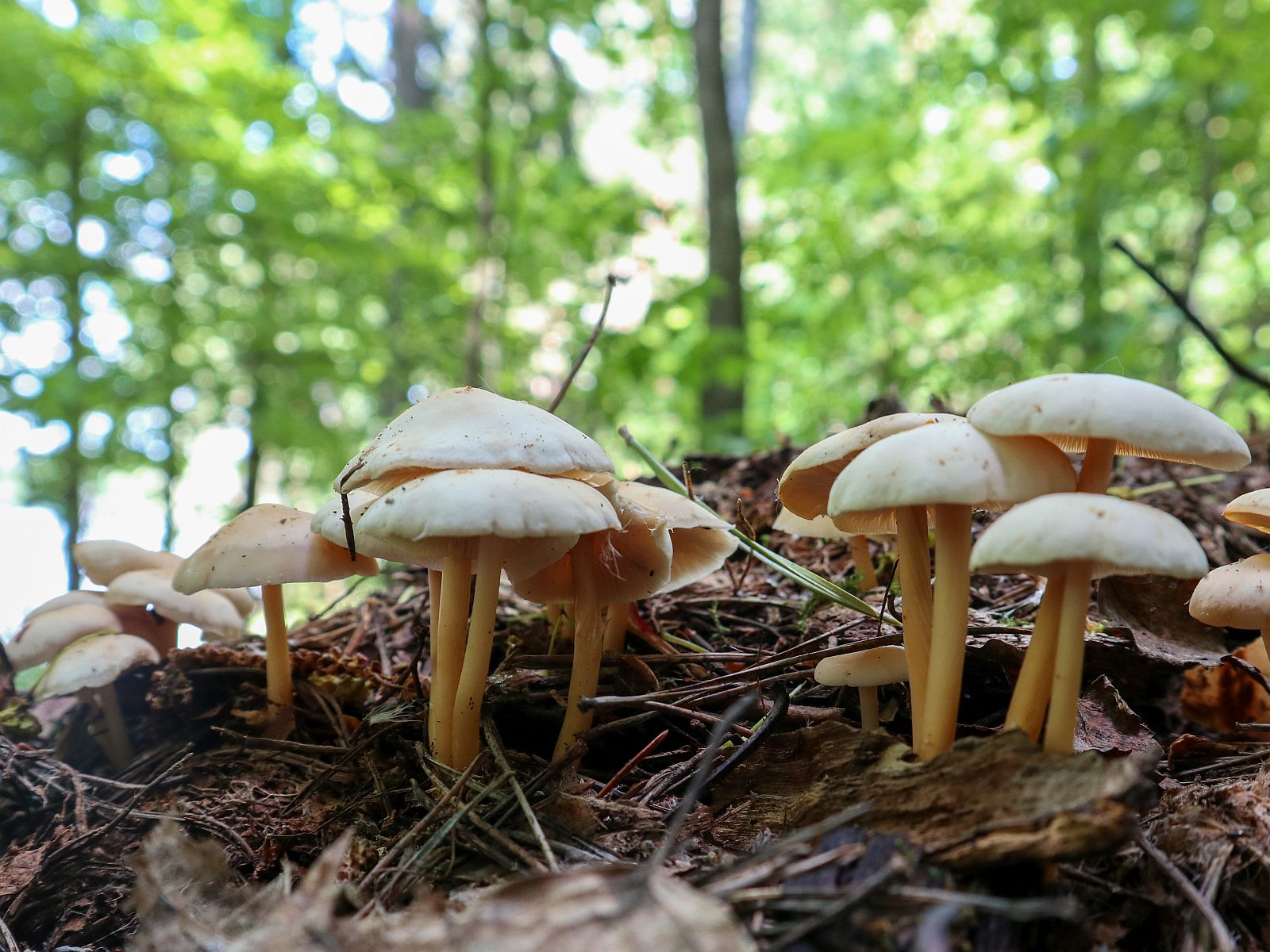 Gymnopus aquosus – Гимнопус водолюбивый