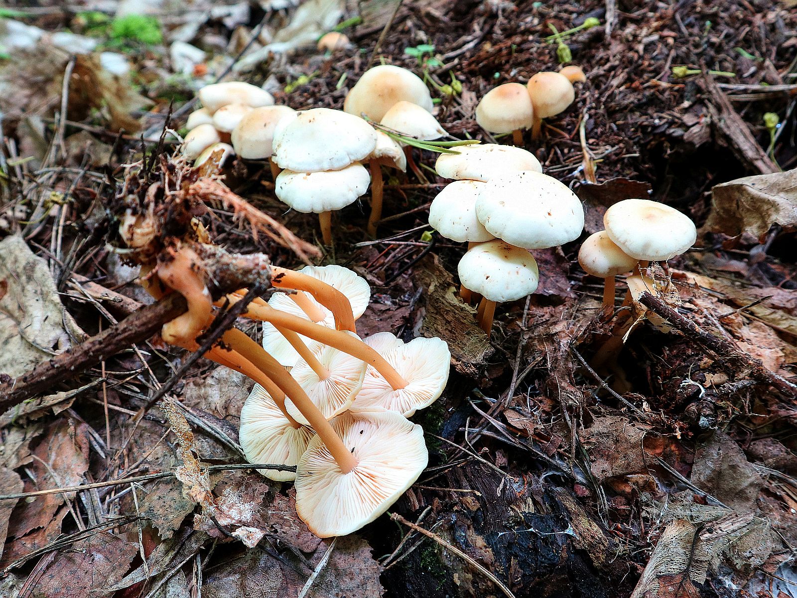 Gymnopus aquosus – Гимнопус водолюбивый
