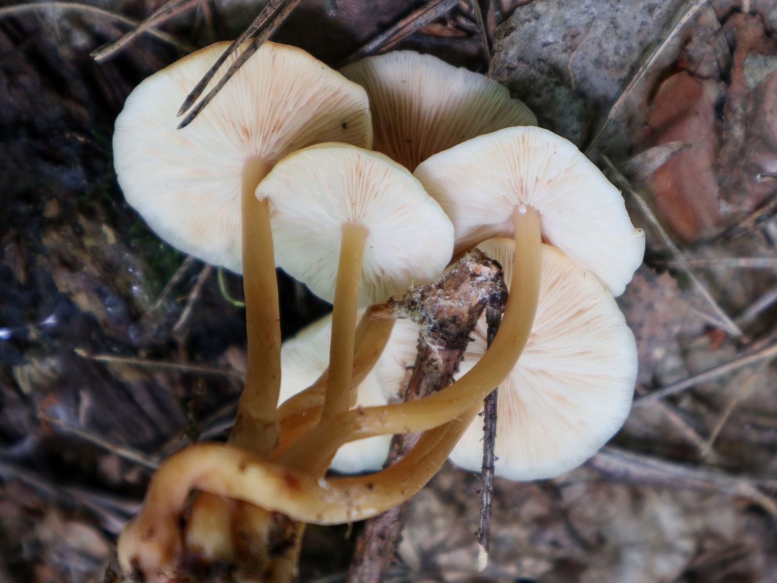 Gymnopus aquosus – Гимнопус водолюбивый