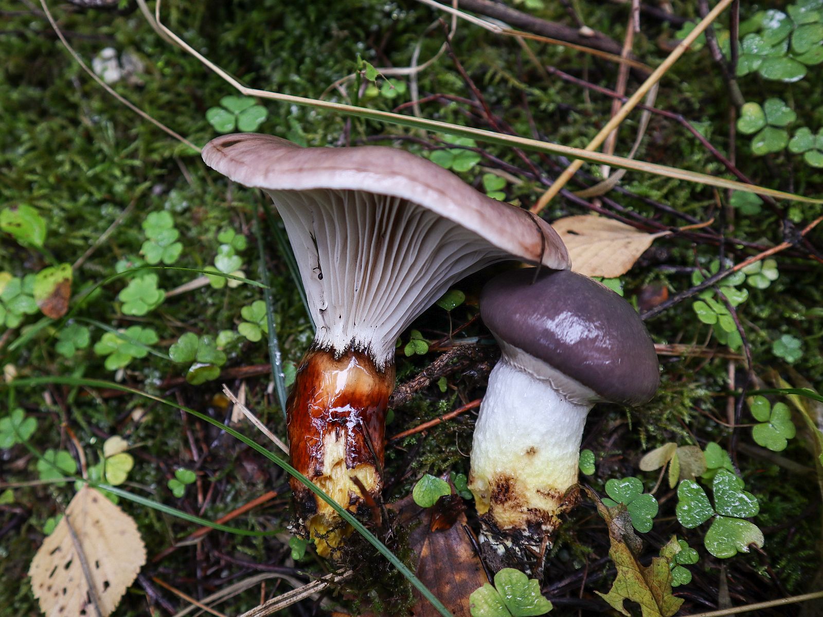 Gomphidius glutinosus – Мокруха еловая