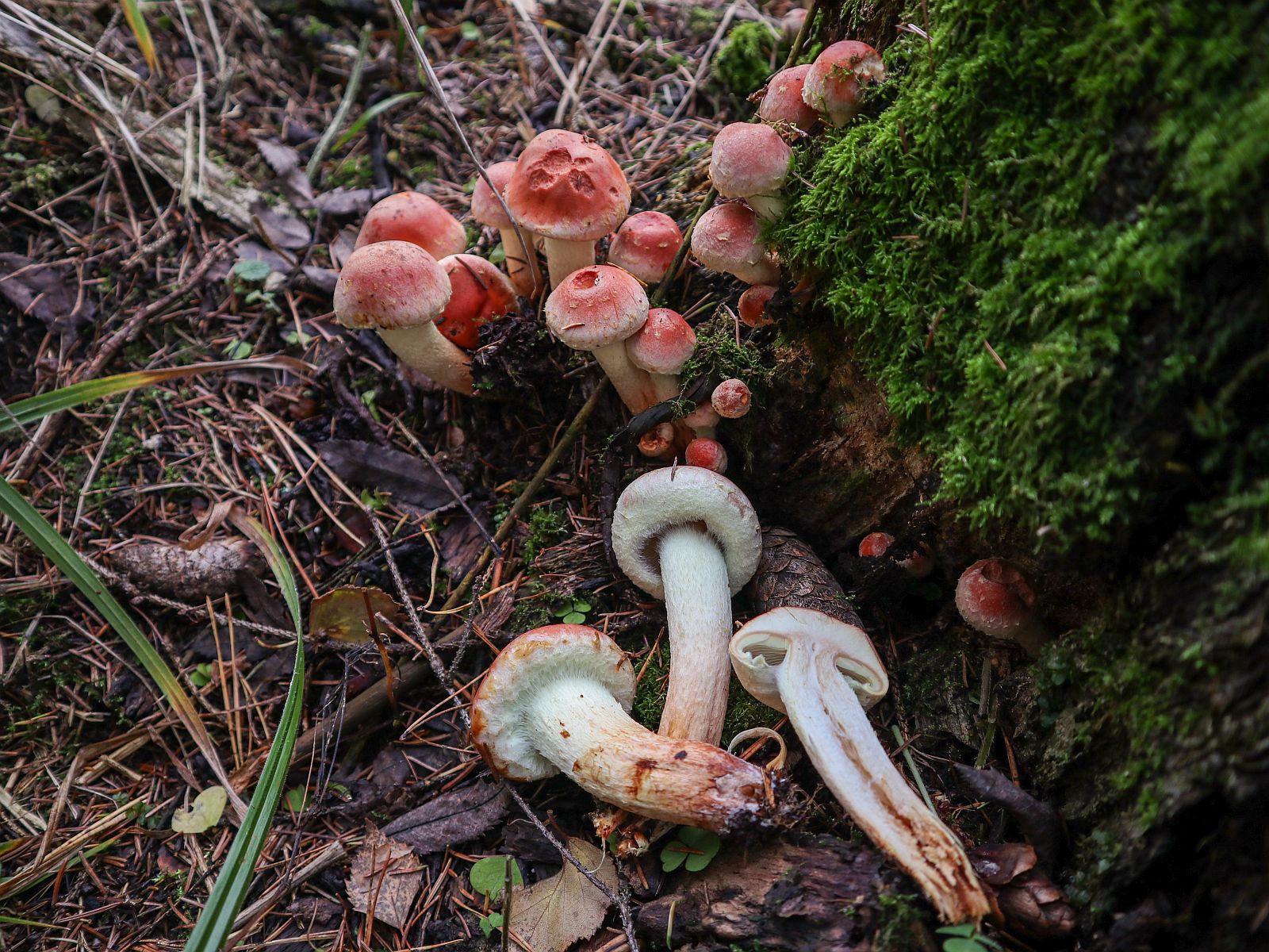 Hypholoma lateritium – Опёнок кирпично-красный