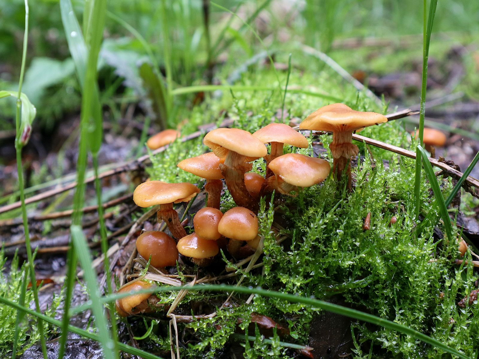 Kuehneromyces mutabilis – Летний опёнок (Кюнеромицес изменчивый)