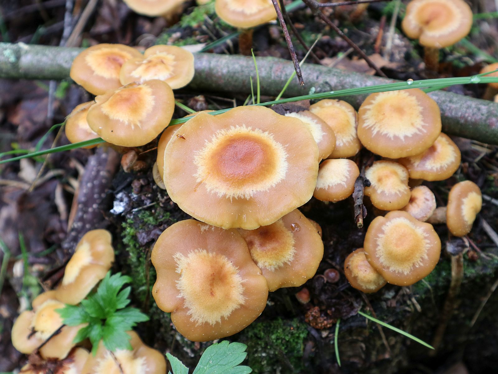 Kuehneromyces mutabilis – Летний опёнок (Кюнеромицес изменчивый)