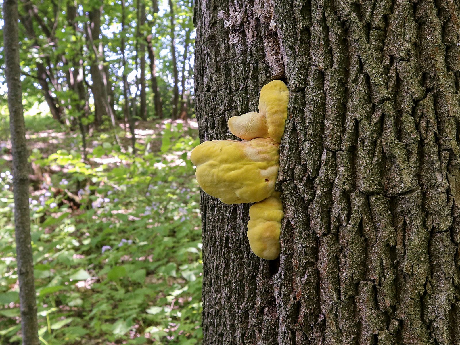 Laetiporus sulphureus