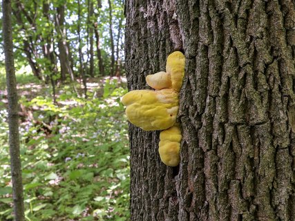 Laetiporus sulphureus