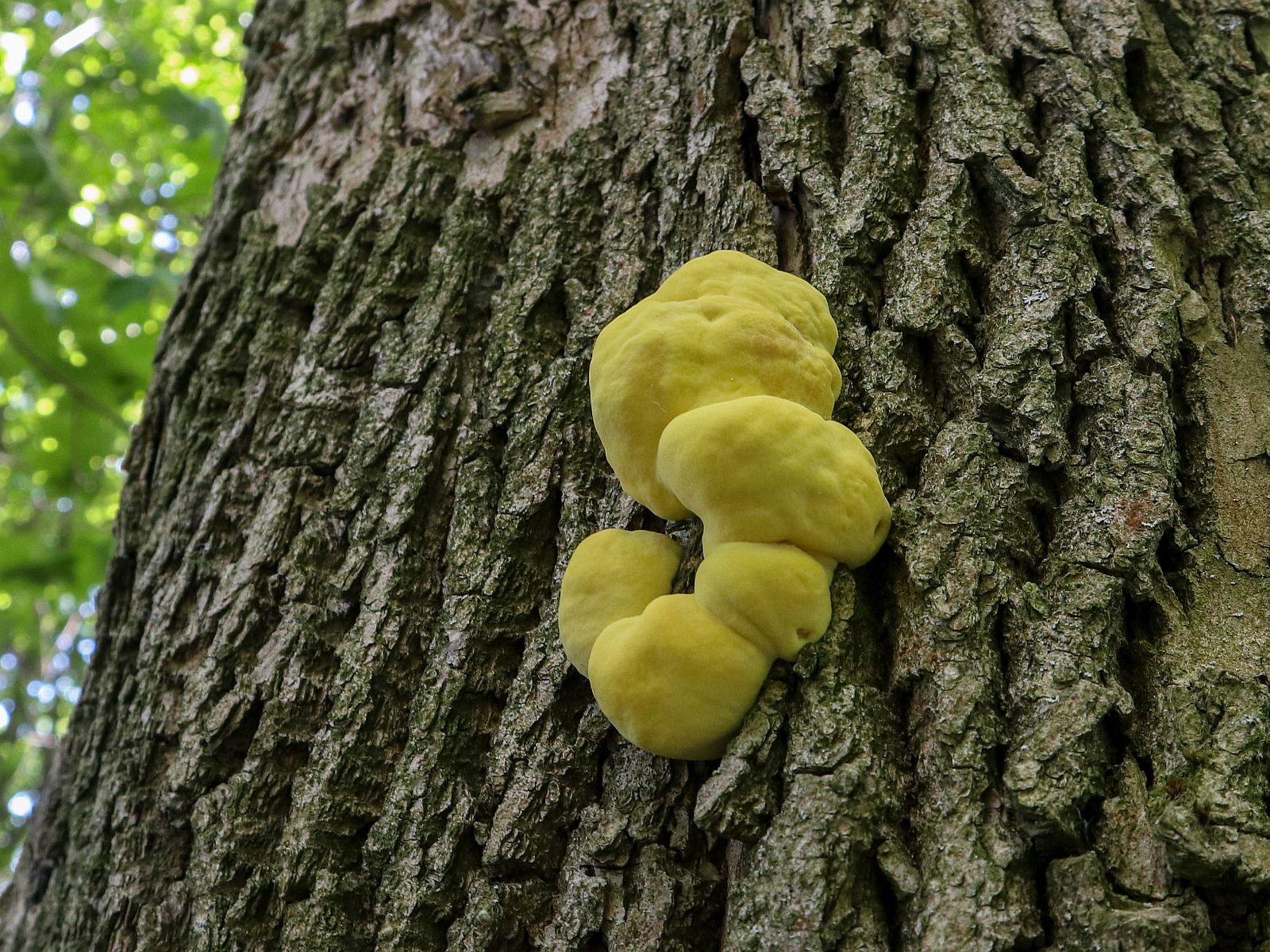 Laetiporus sulphureus