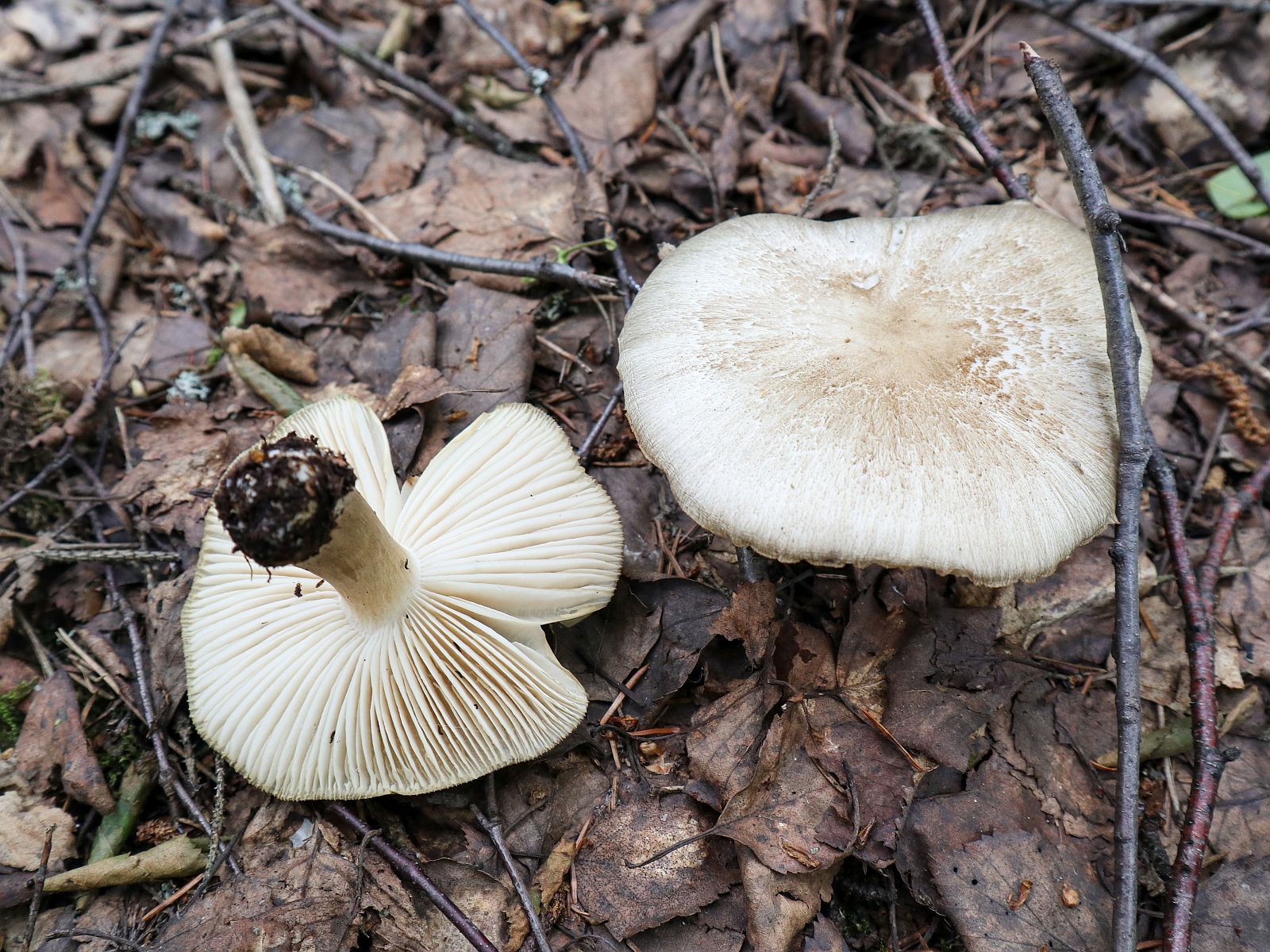Megacollybia platyphylla – Коллибия широкопластинчатая