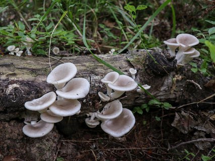 Pleurotus cornucopiae – Вешенка рожковидная