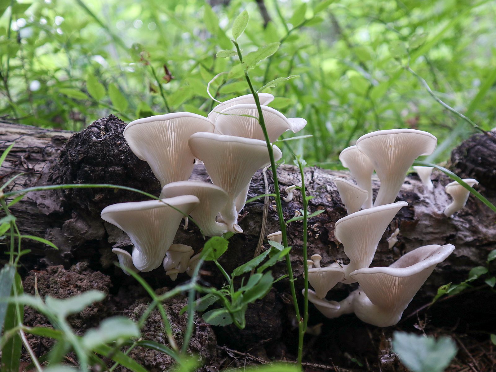 Pleurotus cornucopiae – Вешенка рожковидная