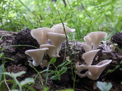 Pleurotus cornucopiae – Вешенка рожковидная