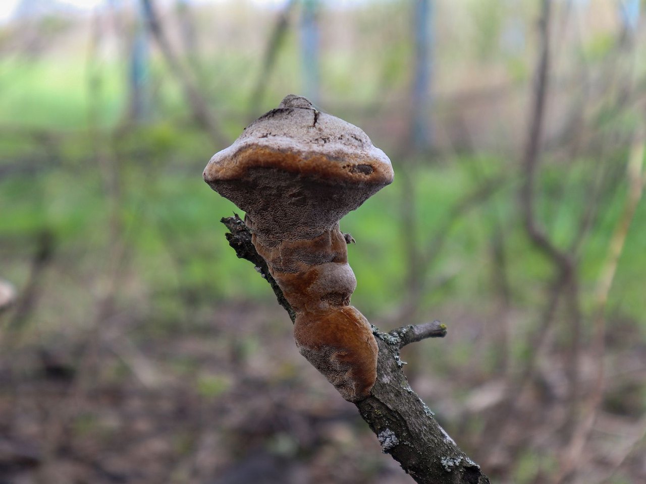 Phellinus tuberculosus