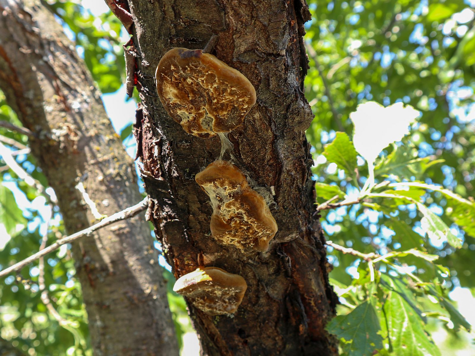 Phellinus tuberculosus
