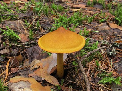 Cortinarius semisanguineus