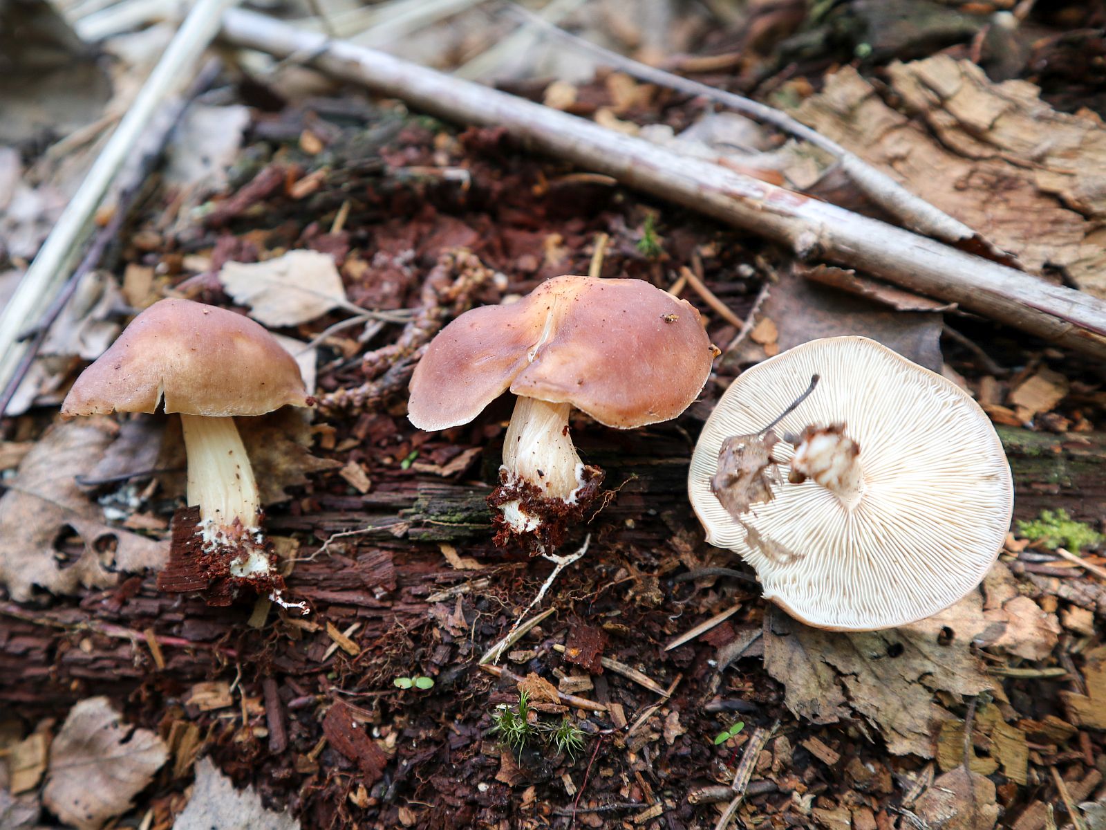 Rhodocollybia prolixa