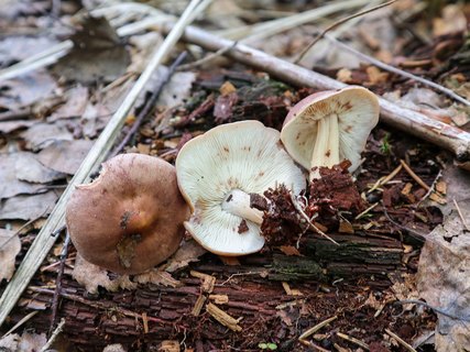 Rhodocollybia prolixa