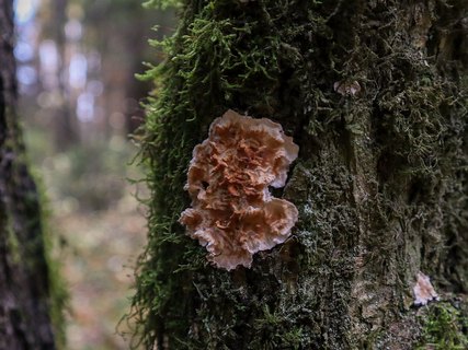 Stereum gausapatum