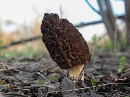 Morchella elata – Сморчок высокий (секция)