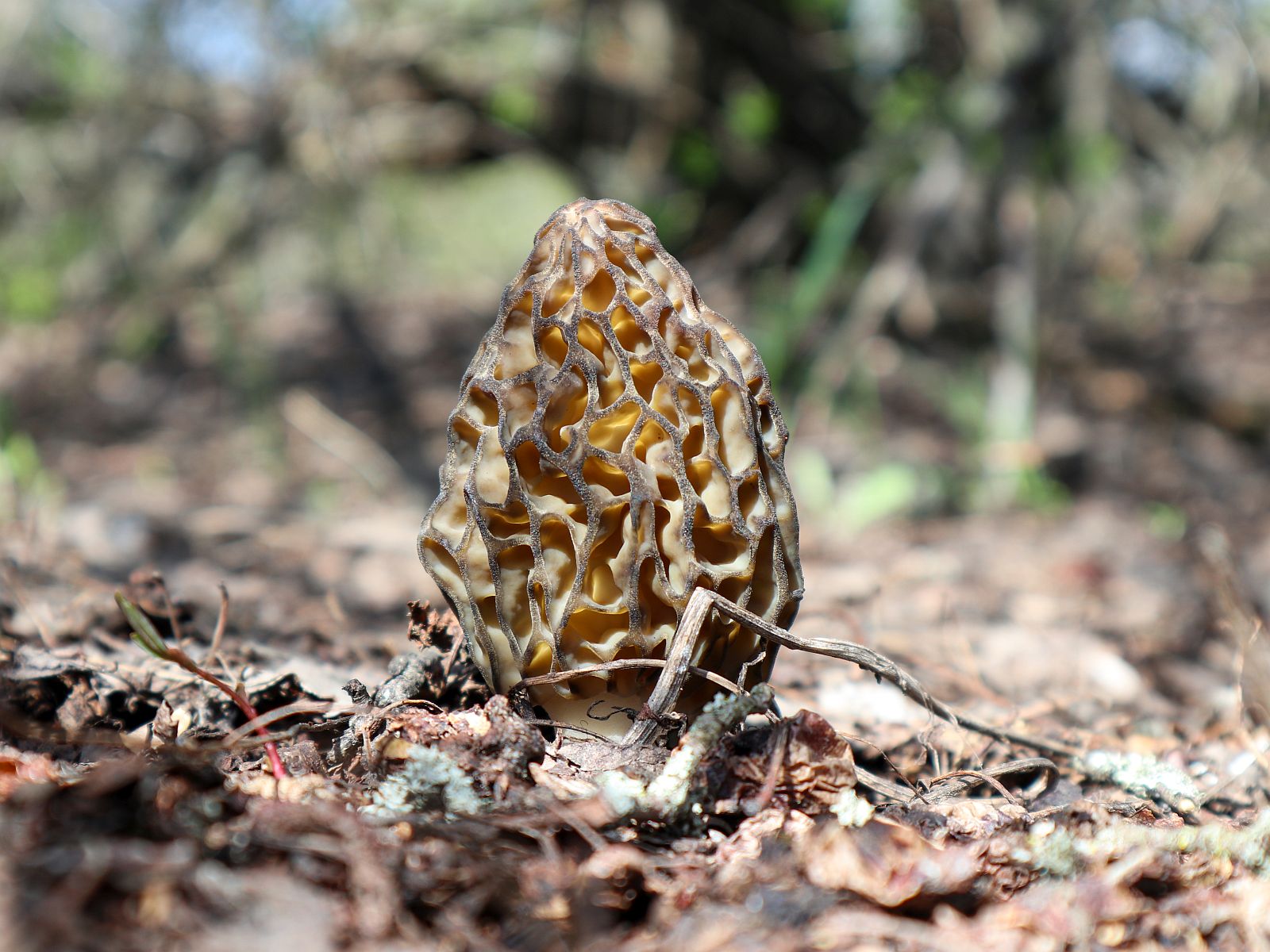 Morchella elata – Сморчок высокий (секция)