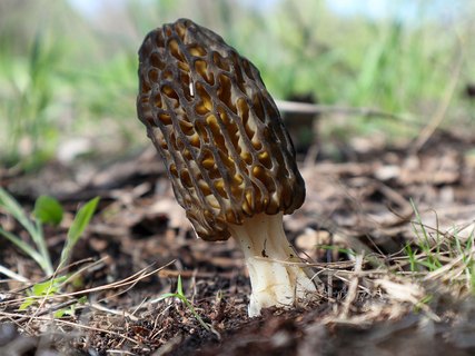 Morchella elata – Сморчок высокий (секция)