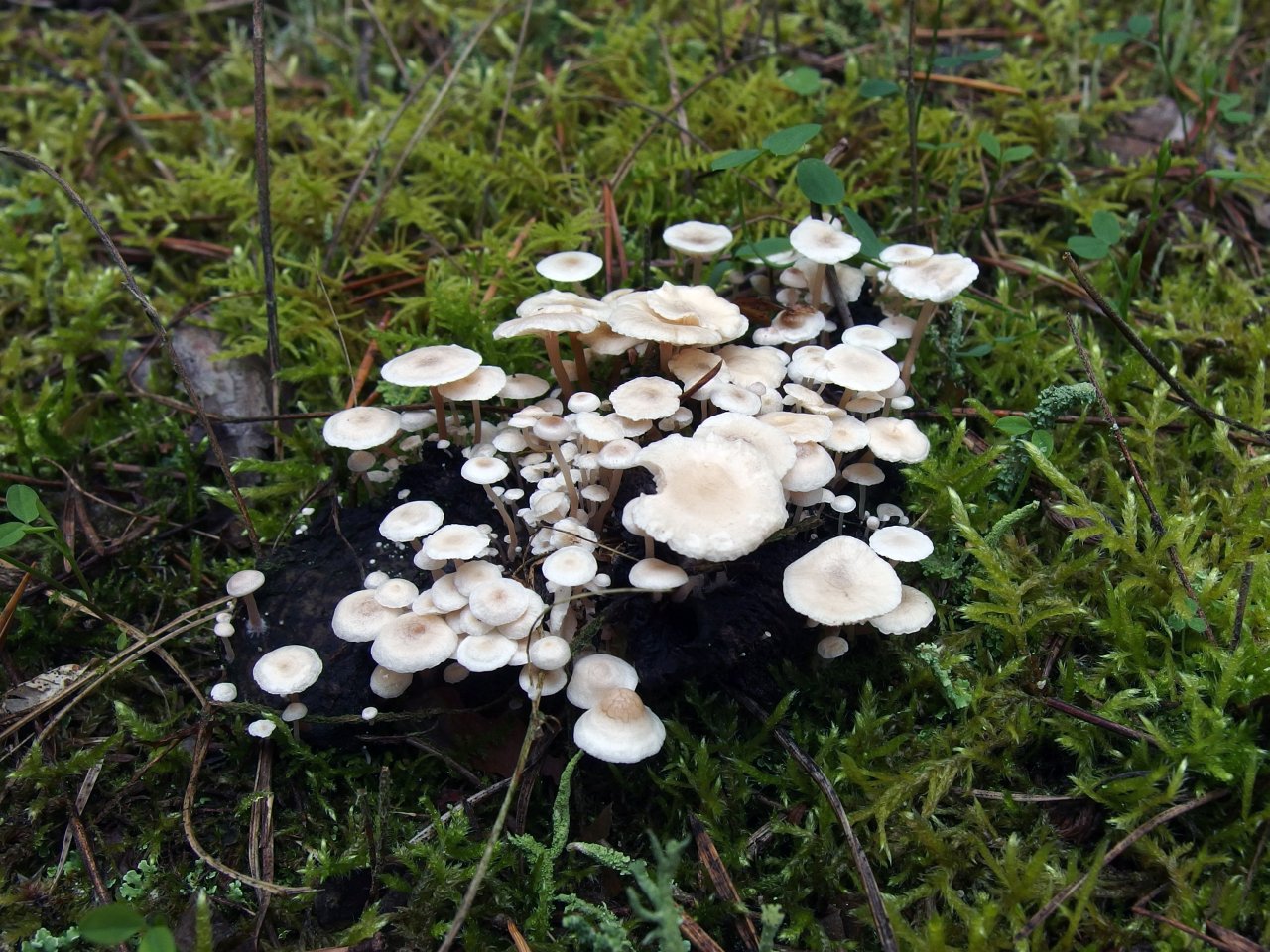 Collybia cirrhata