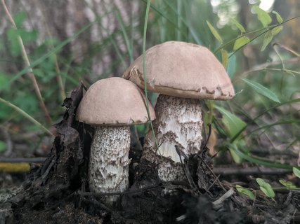 Leccinum duriusculum – Подберёзовик (подосиновик) твердоватый