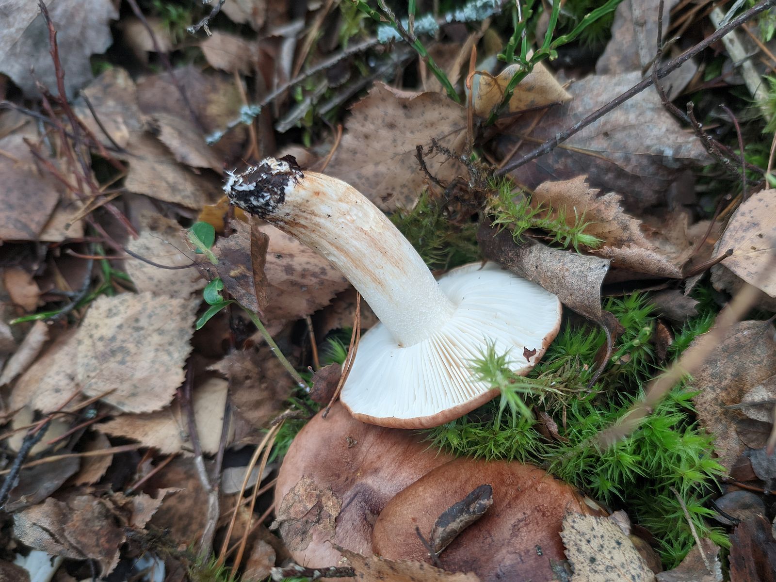 Tricholoma pessundatum – Рядовка погубленная