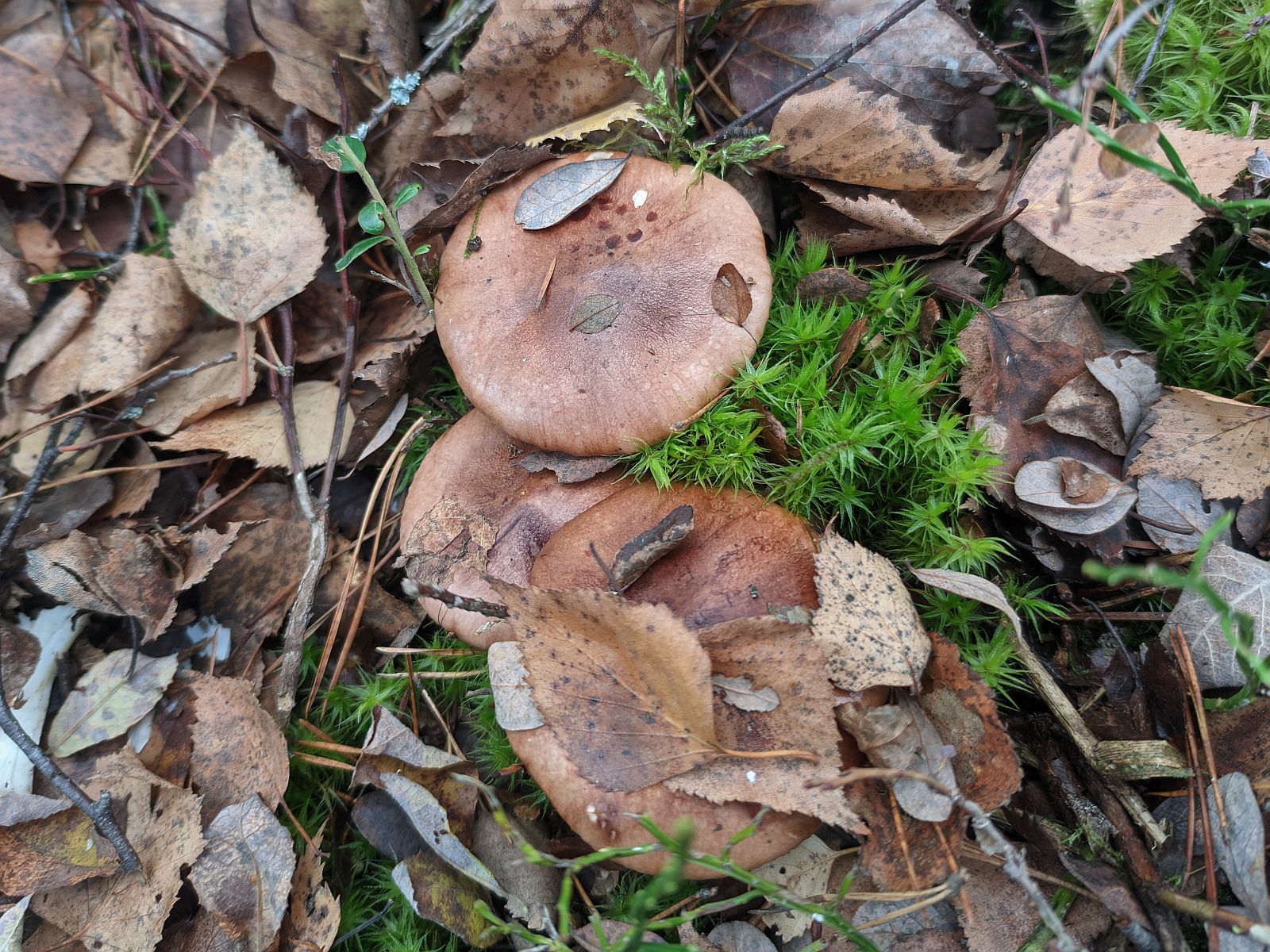 Tricholoma pessundatum – Рядовка погубленная