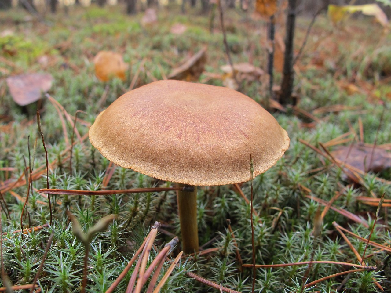 Cortinarius semisanguineus