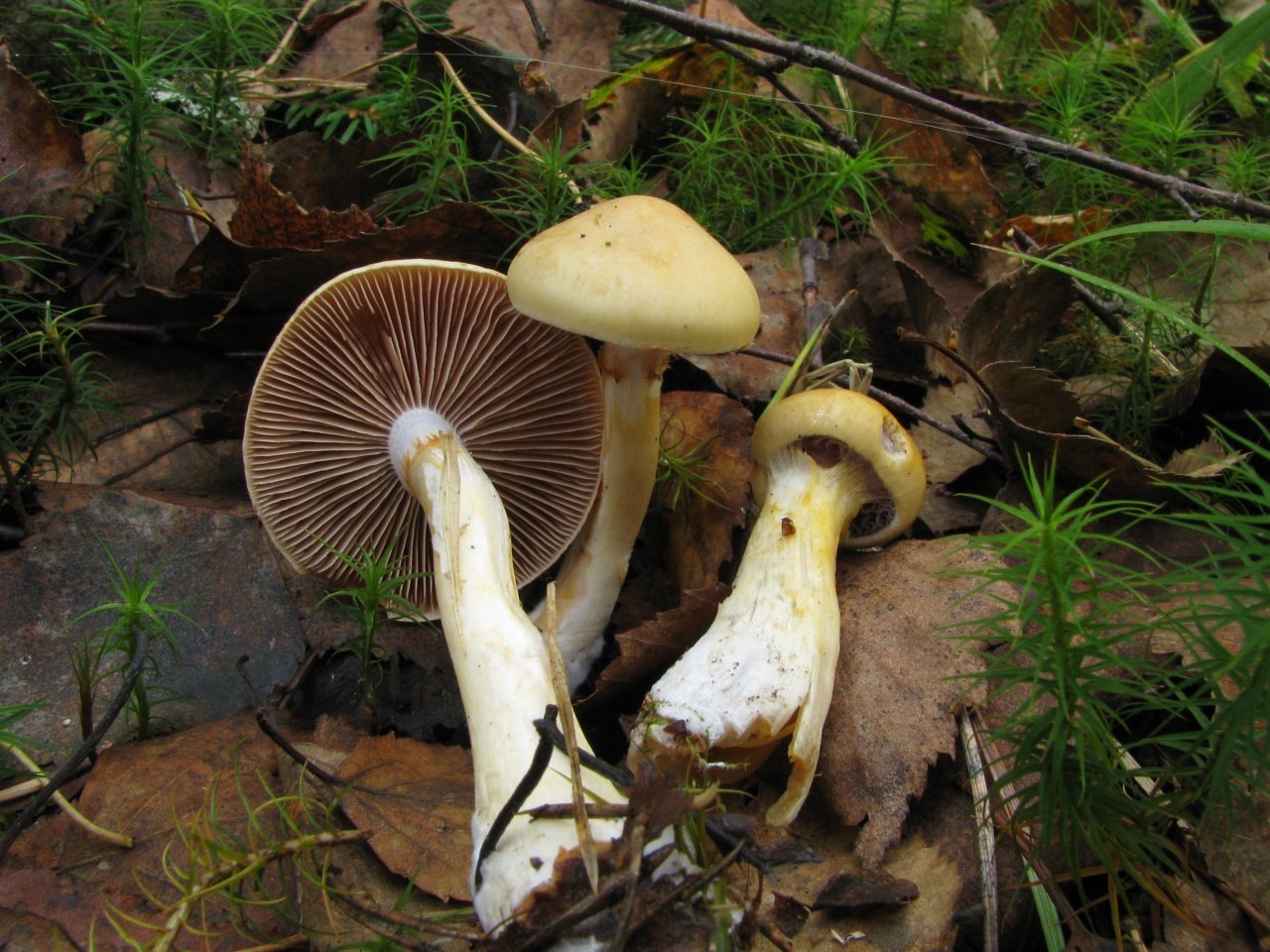Cortinarius delibutus