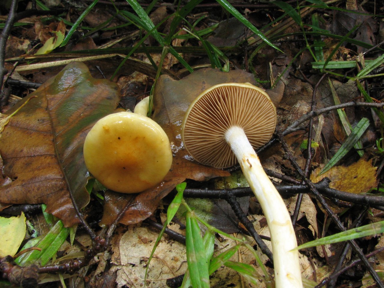 Cortinarius delibutus MVK 20060827-02
