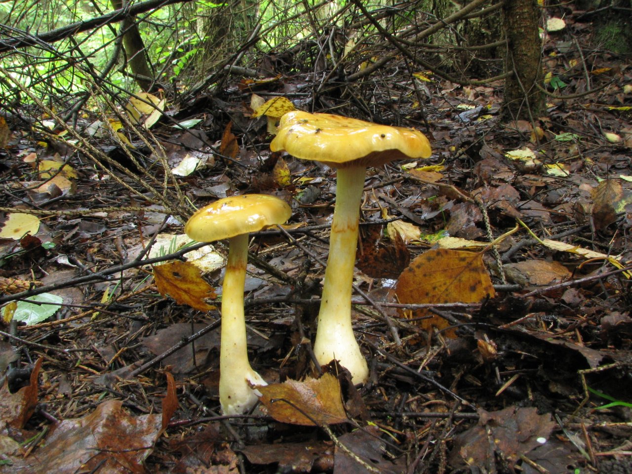 Cortinarius delibutus MVK 20060827-03