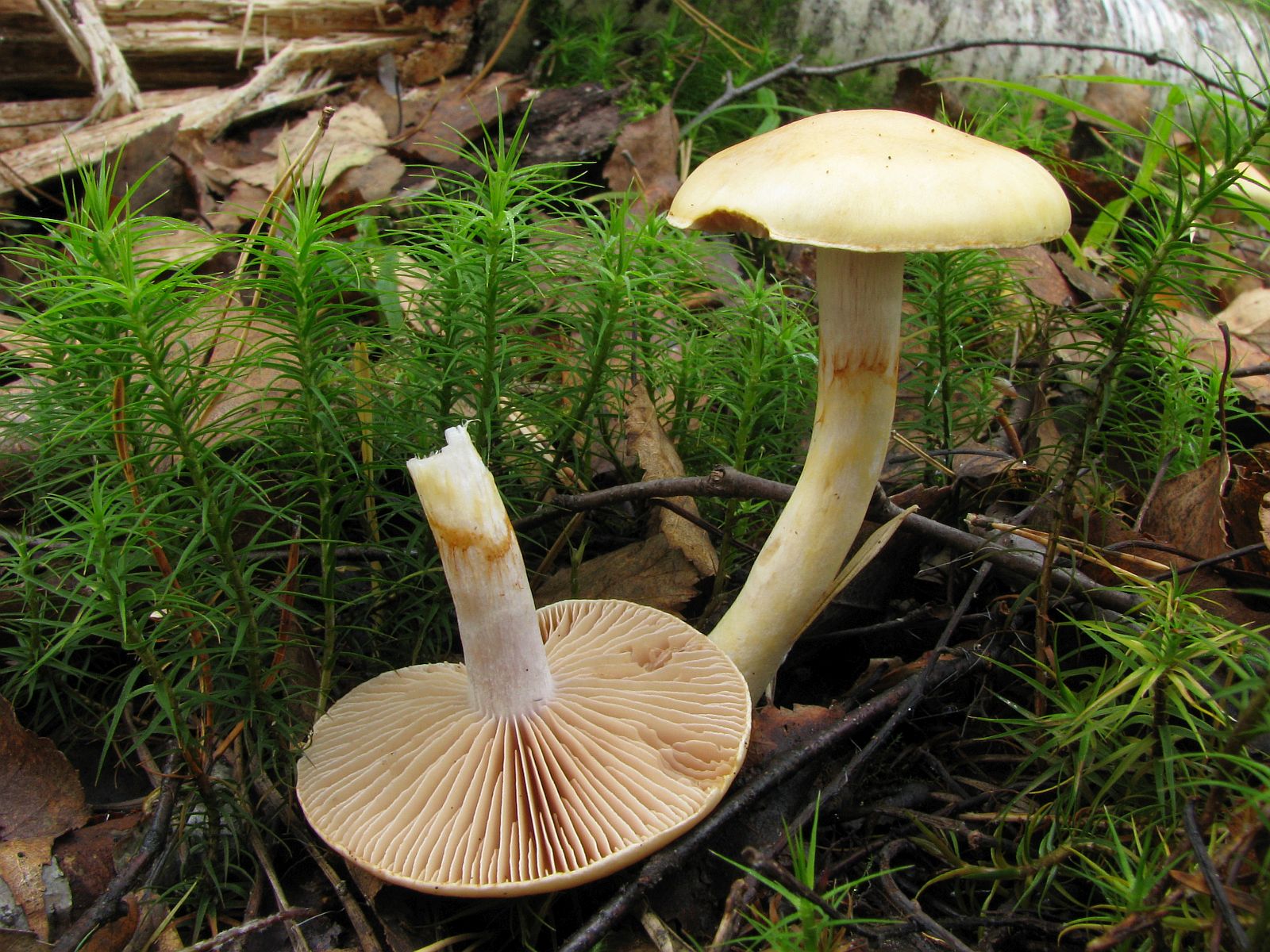 Cortinarius delibutus MVK 20080920-01