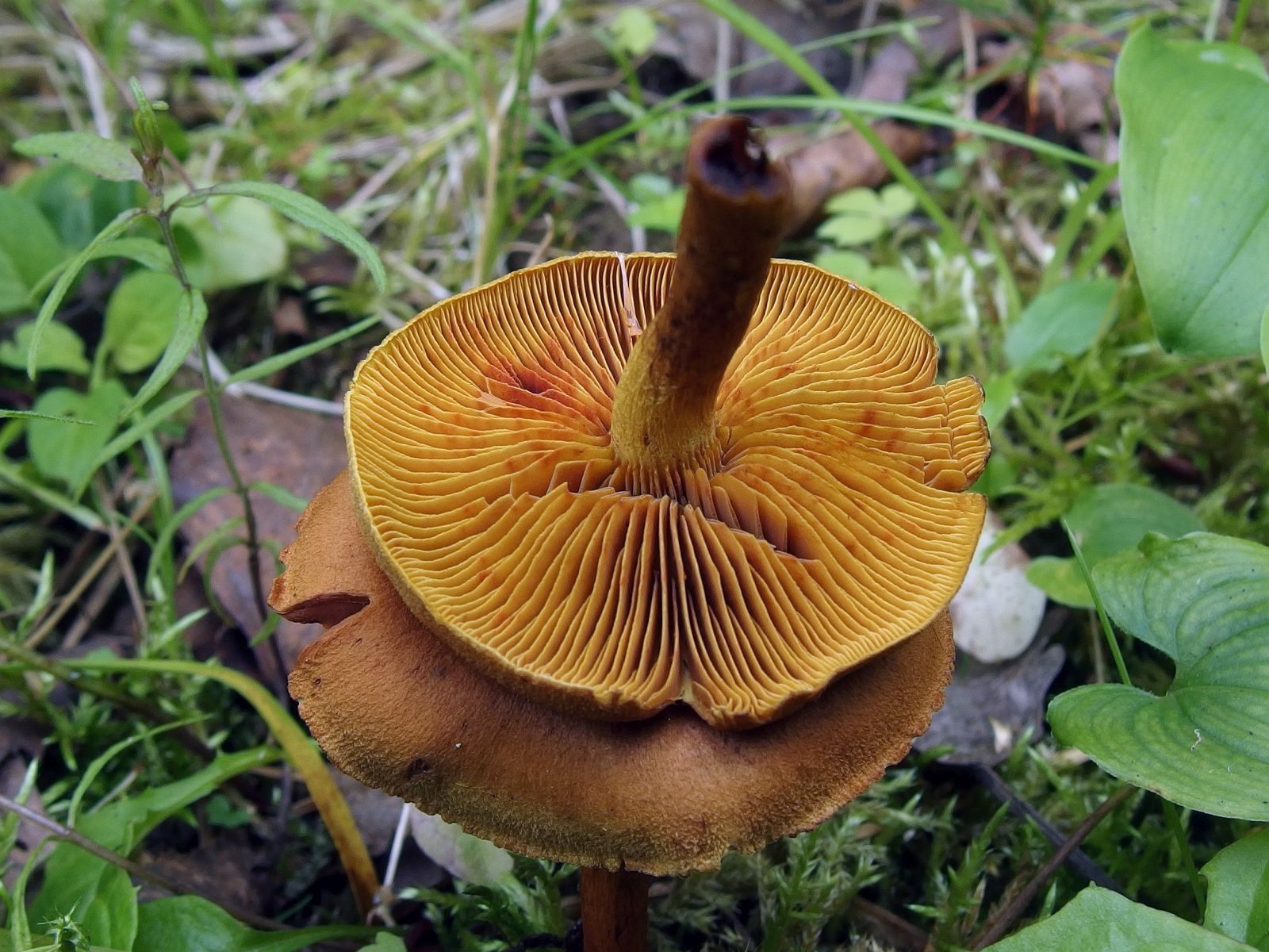 Cortinarius croceus MVK 20160710-06