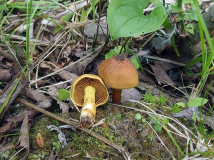 Cortinarius croceus MVK 20160710-02