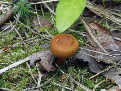 Cortinarius croceus MVK 20160710-03