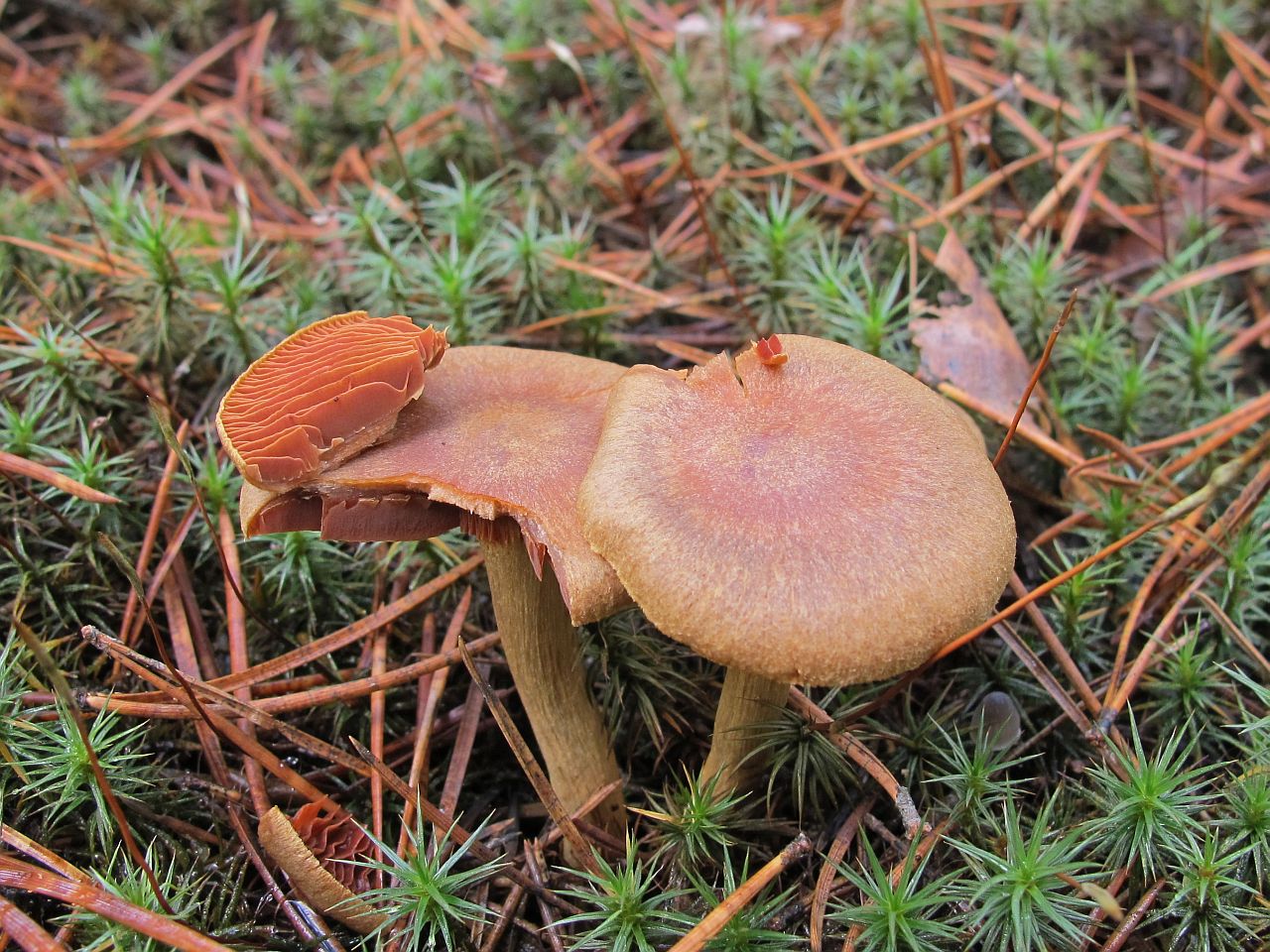 Cortinarius semisanguineus