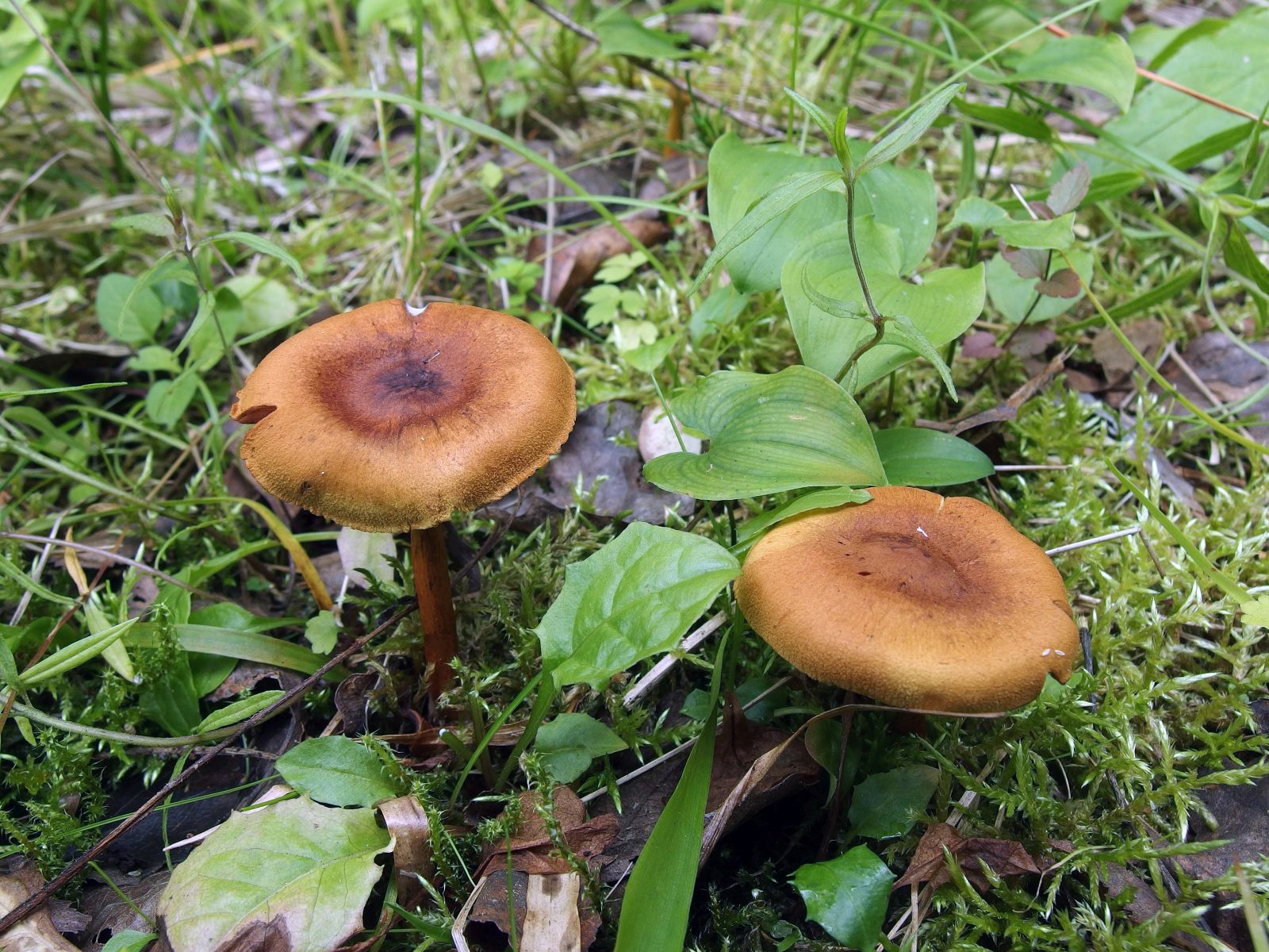 Cortinarius croceus MVK 20160710-05