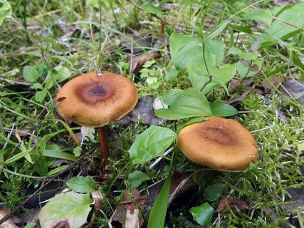 Cortinarius croceus MVK 20160710-05