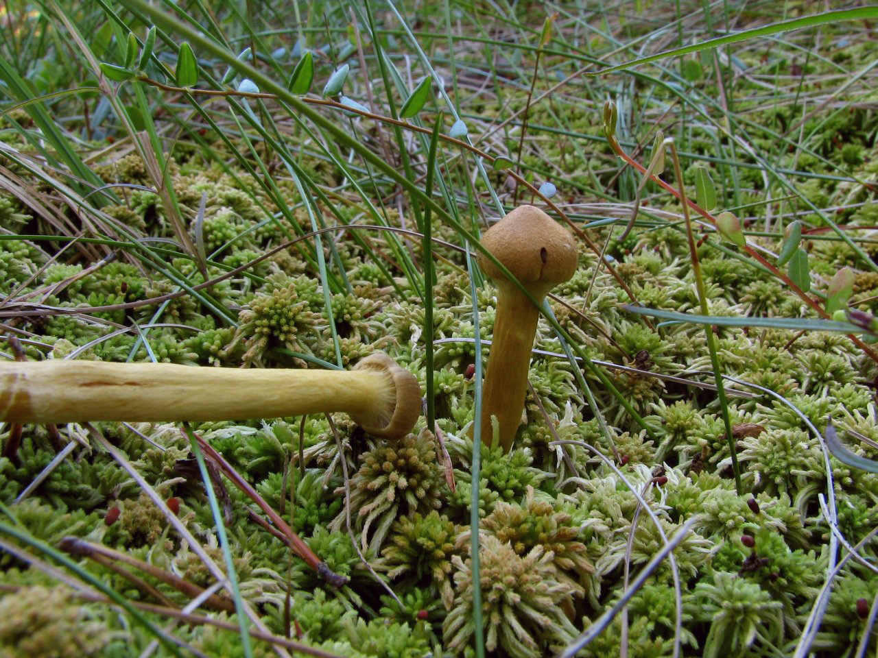 Cortinarius croceus MVK 20070810-02