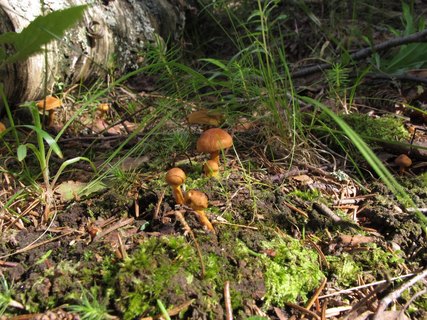 Cortinarius croceus MVK 20100620-01