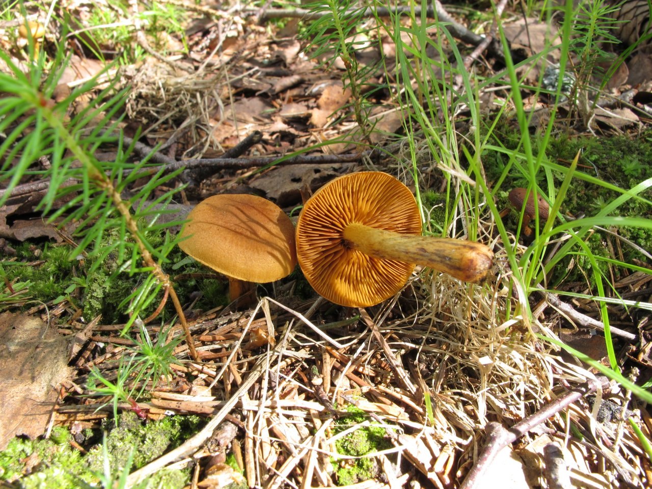 Cortinarius croceus