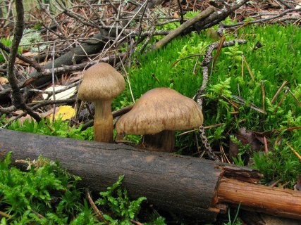 Cortinarius raphanoides MVK 20060907-01