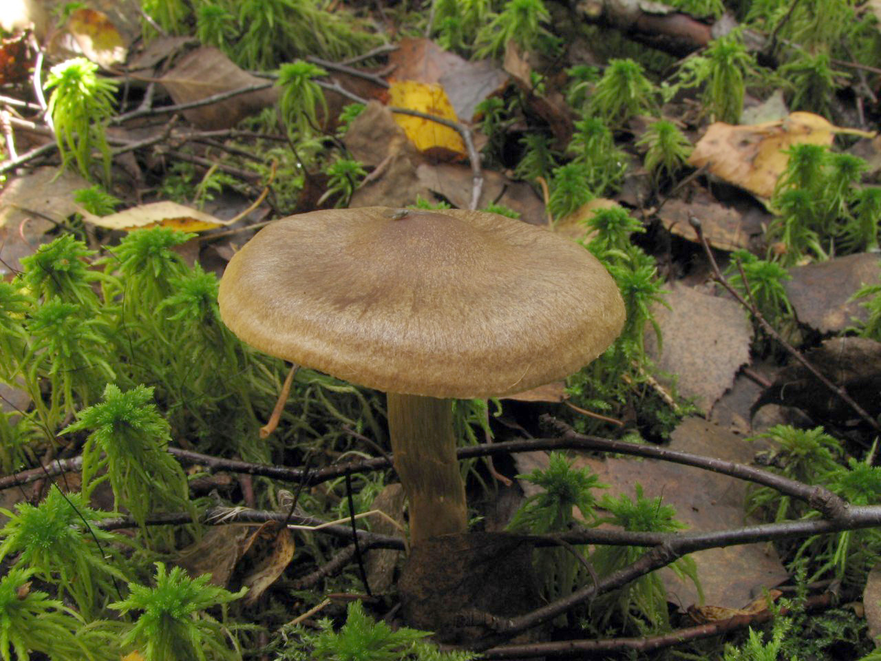 Cortinarius raphanoides MVK 20070922-01