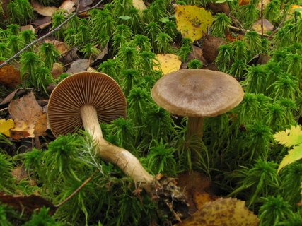 Cortinarius raphanoides MVK 20070922-02