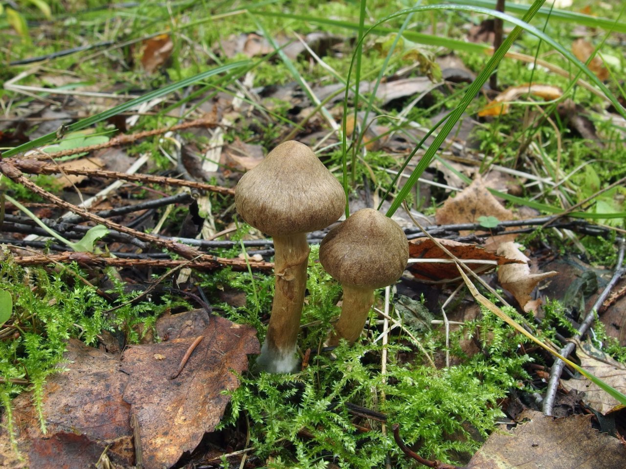 Cortinarius raphanoides MVK 20140906-01