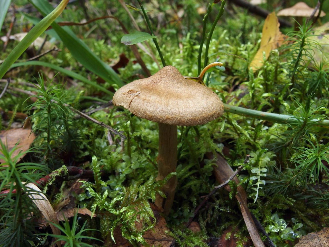 Cortinarius raphanoides MVK 20140906-02