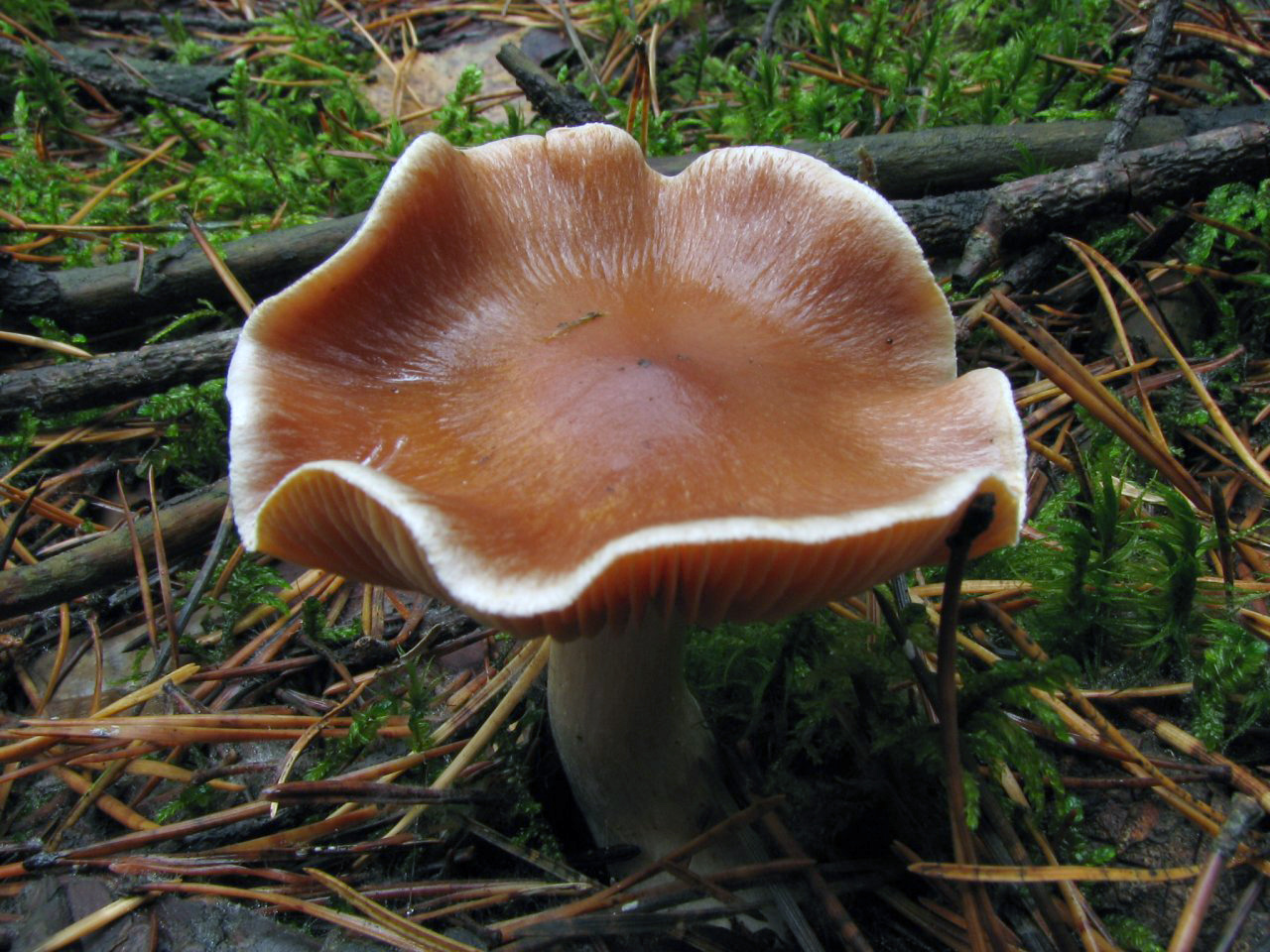 Cortinarius armeniacus MVK 20071027-04