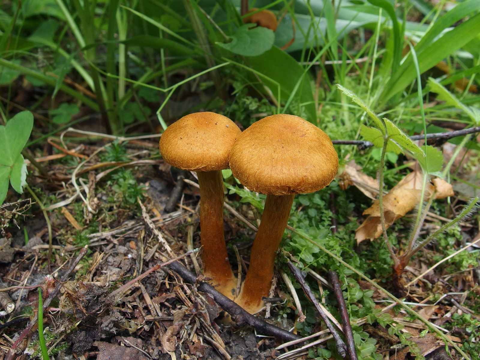 Cortinarius pseudofervidus MVK 20170730-01